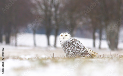 View of a young female of a snowy owl with dark spots of its plumage standing on the meadow covered with snow