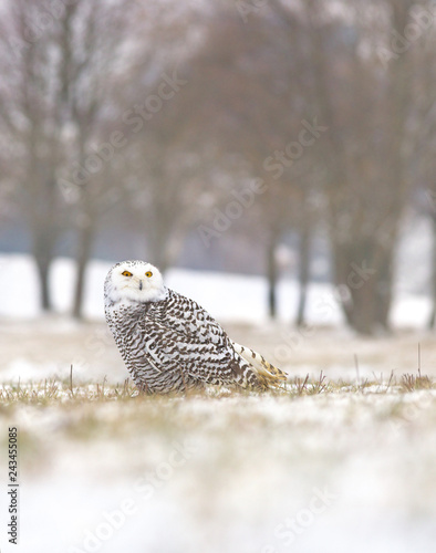 View of a young female of a snowy owl with dark spots of its plumage standing on the meadow covered with snow © Tulda