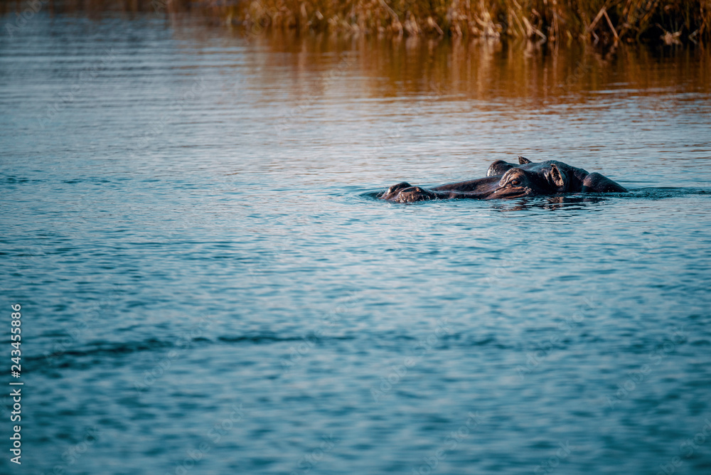 Fototapeta premium Flusspferd im Kwando River, Caprivi, Namibia