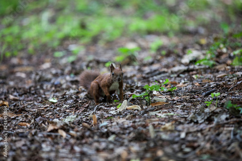 Squirrel in the park © Radoslaw Maciejewski