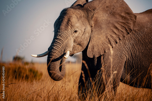 Canvas Print Portrait eines jungen Elefanten bei Sonnenuntergang am Kwando River, Caprivi, Na