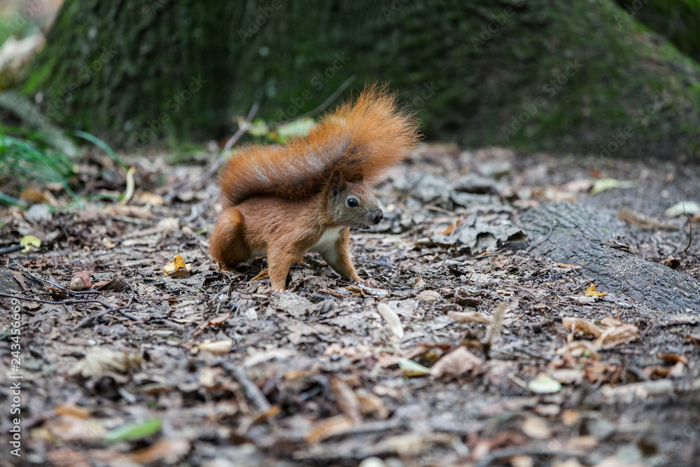 Squirrel in the park Squirrel in the park