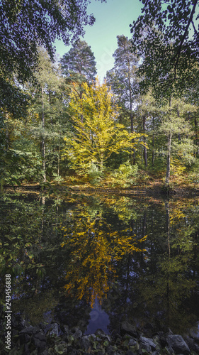 Herbstbaum Spiegel