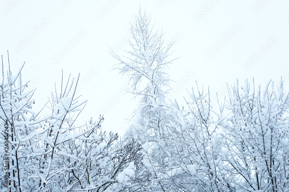 Bare branches of a deciduous tree covered with snow and ice crystals, winter background. Bare branches of a deciduous tree covered with snow and ice crystals, winter background.