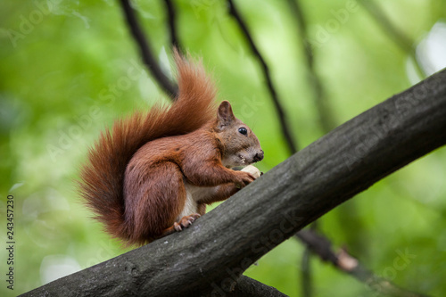 The squirrel eats a nut on the tree © Radoslaw Maciejewski