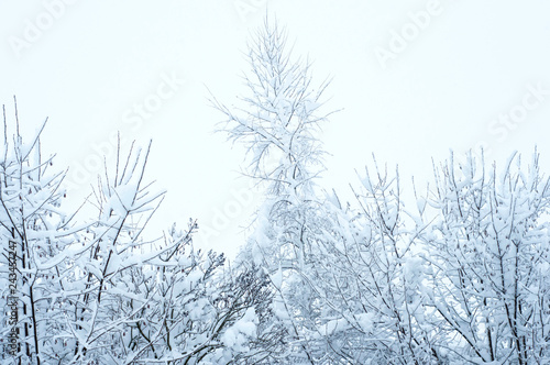 Bare branches of a deciduous tree covered with snow and ice crystals, winter background.
