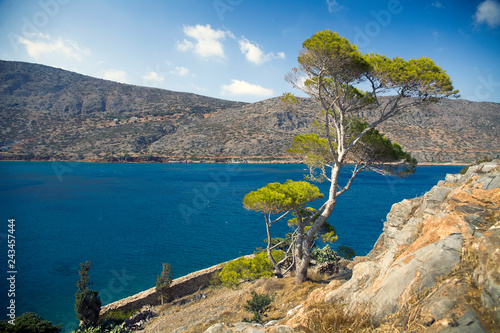 Tree on the rocks by the sea.
