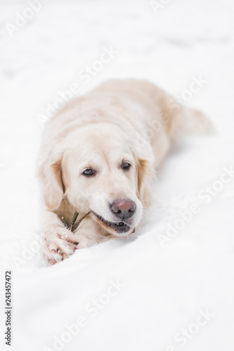 pets in nature - a beautiful golden retriever nibbles on the stick in a winter snow-covered forest