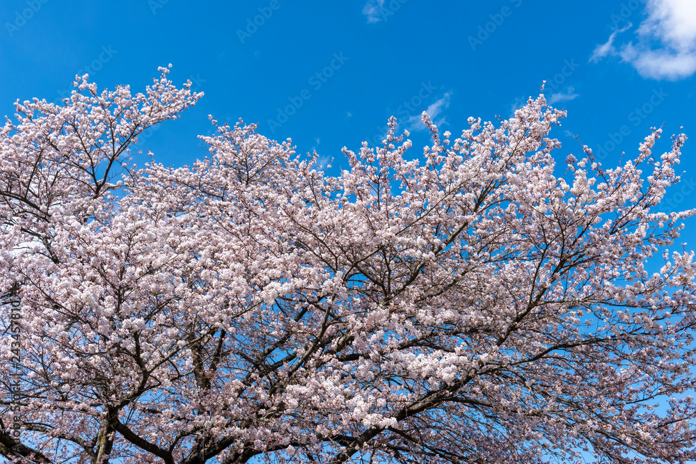 信州高山村の桜