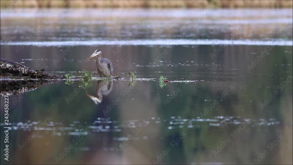 A great blue Heron standing in shallow water and trying to catch fish within the Minnekhada Regional Park in Metro Vancouver British Columbia Canada |several continous clips available A great blue Heron standing in shallow water and trying to catch fish within the Minnekhada Regional Park in Metro Vancouver British Columbia Canada |several continous clips available