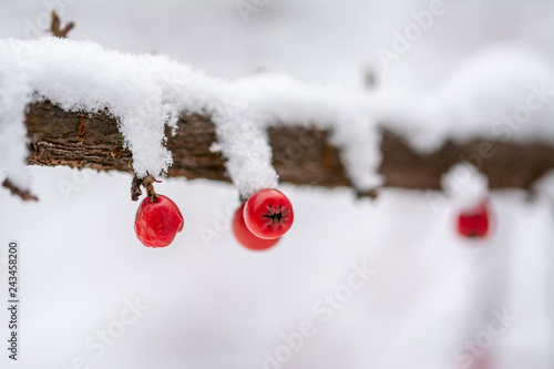 Dammeri fruits in winter scenne photo