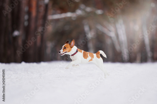 Fototapeta Naklejka Na Ścianę i Meble -  Dog breed Jack Russell Terrier runs through a snowy forest