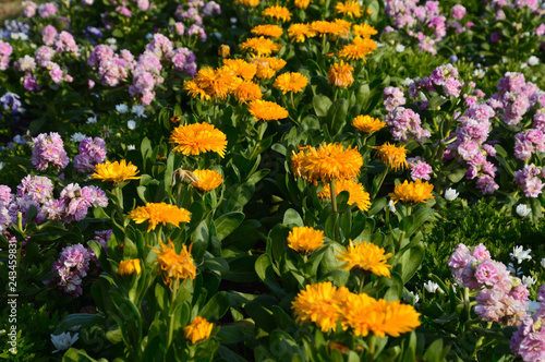 キンセンカとストックが花盛りの冬の花壇