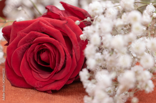 Romantique rose rouge et fleurs blanches de gypsophile pour anniversaire  d  claration et St Valentin