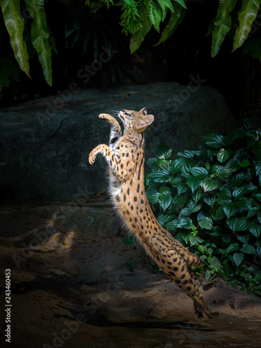 Photography Action leaps of wild cats  (Iberian Lynx, Lynx pardinus).