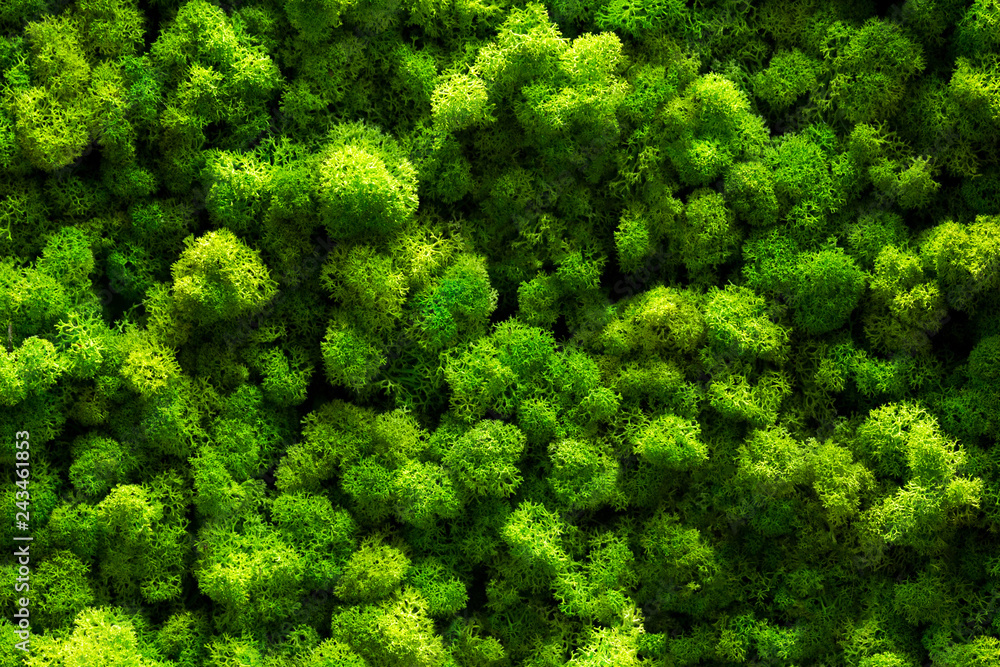 top view green moss for background texture close up