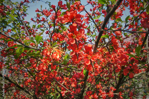 Blooming Japanese quince or chaonomeles japonica. . Red flowers on a branch with green leaves on a blurred background of flowers and blue cloudless sky. Nature concept for design