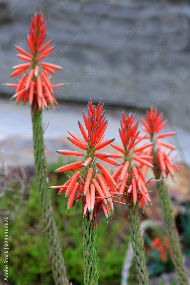 Aloe Blüten (Aloe percrassa) Zierpflanze Aloe Blüten (Aloe percrassa) Zierpflanze