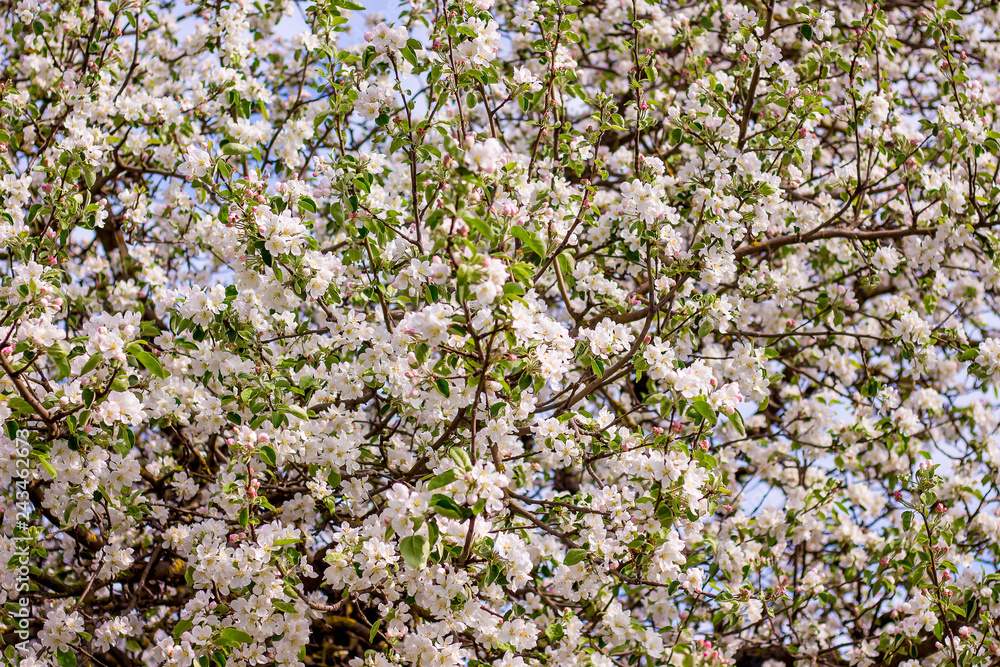 Background of flowers apple . The apple tree is blossoming_ Background of flowers apple . The apple tree is blossoming_