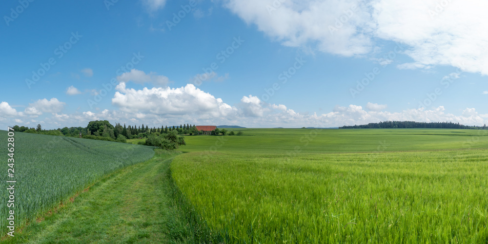 Fototapeta Łąkowa ścieżka przez zielone ziarna w wiejskim krajobrazie ze stodołą