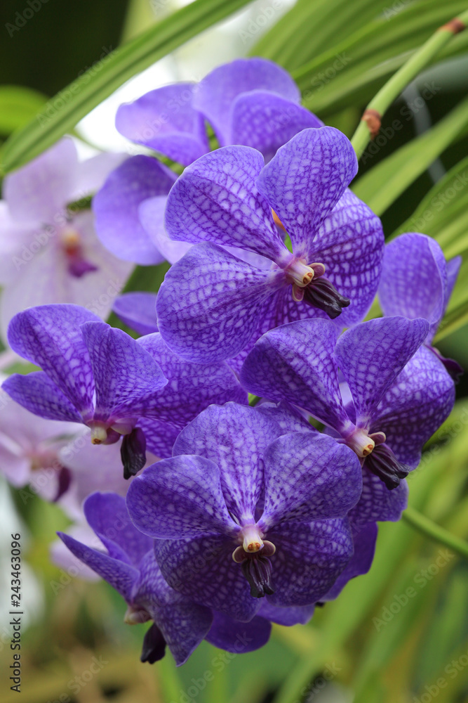 Vanda coerulea Orchidee, Blüten Vanda coerulea Orchidee, Blüten