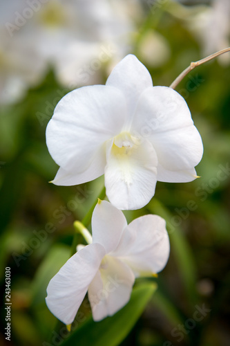 Beautiful red orchid flower growing in the garden on a background of other flowers. For use in a postcard  advertising. Thailand. Background for social networks. Natural spring background.