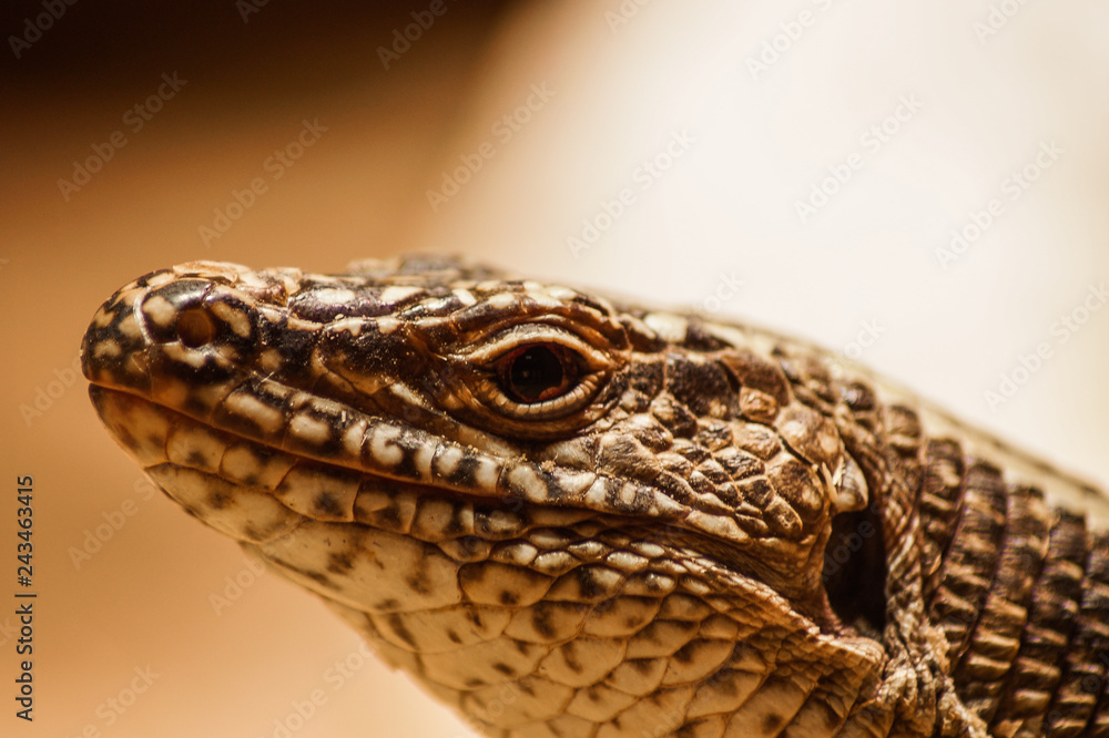portrait of a lizard portrait of a lizard