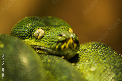 portrait of a snake