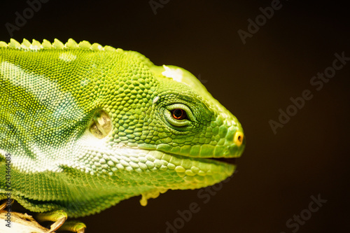 portrait of a lizard