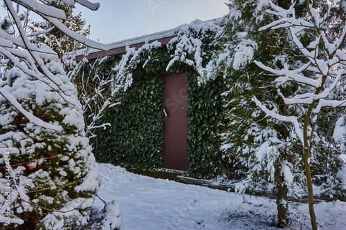 Winter tale. Snow on the leaves of green ivy. Heder spiral. Texture of elegant leaves under a snow blanket. Original texture of natural greenery for home decoration. Nature concept for design photo