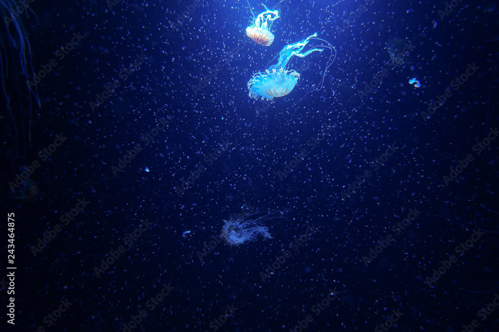 Obraz premium blue jellyfish world 