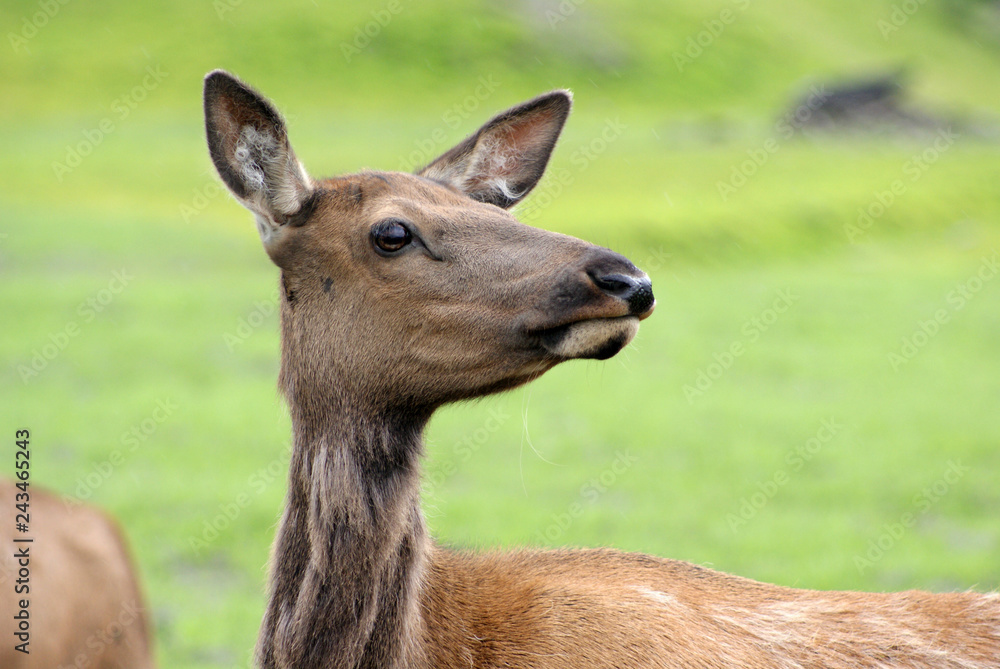noisy elk