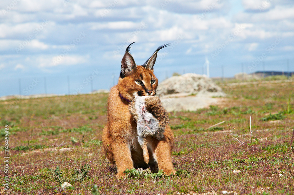 karakal Stock Photo | Adobe Stock