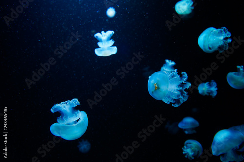 blue jellyfish world 