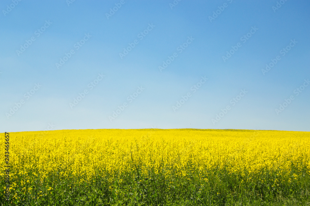 Fototapeta premium Blooming rapeseed field with blue sky