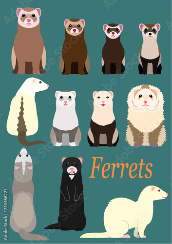 collection of ferrets