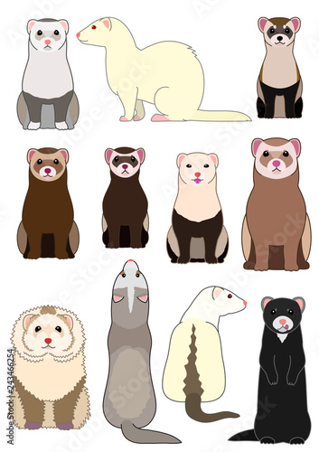 collection of ferrets