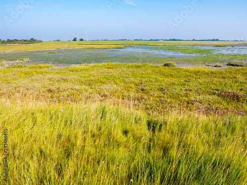 Panorama of salt marsh and tidal flat at low tide of Waddensea on West Frisian island Schiermonnikoog  Netherlands