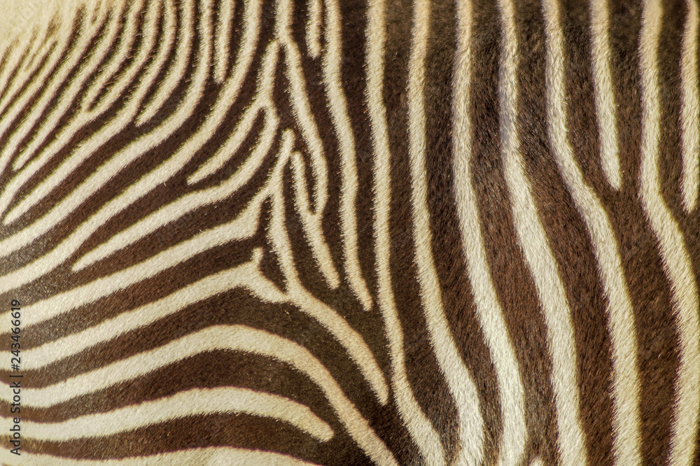 natural zebra pattern stripes natural zebra pattern stripes