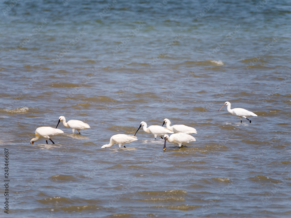 Group of spoonbills, Platalea leucorodia, feeding in shallow water at low tide of North Sea, Netherlands