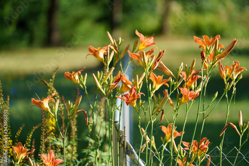 Blumen im Garten