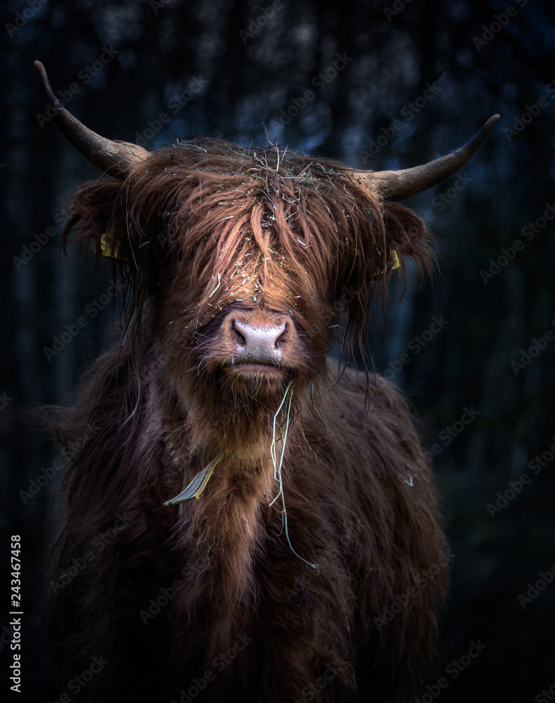 Schottisches Hochlandrind (Bos Taurus) im Portrait vor kühlem Hintergrund  Foto, Poster, Wandbilder bei EuroPosters