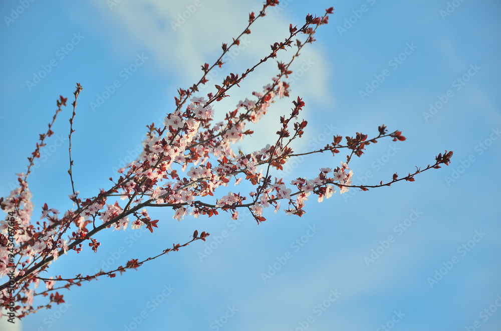 Red flowering fruit tree branch Red flowering fruit tree branch