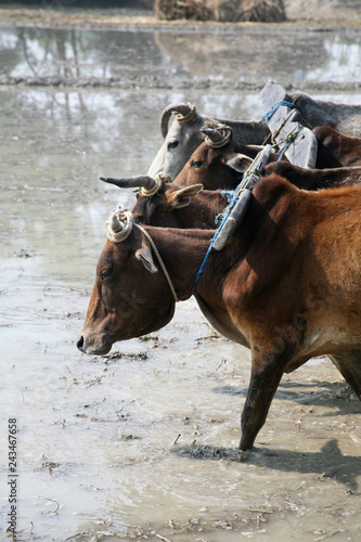Farmers plowing agricultural field in traditional way where a plow is attached to bulls, Gosaba, West Bengal, India