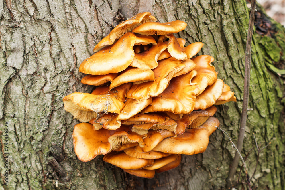 tree mushroom tree mushroom