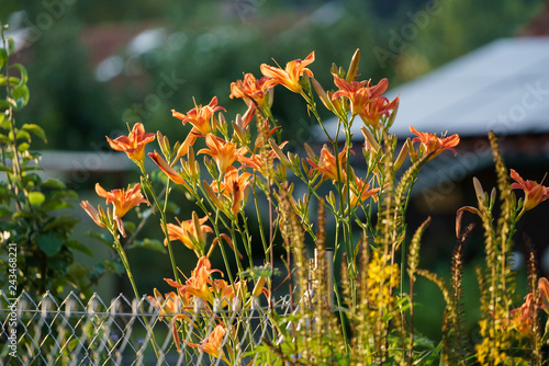 Blumen im Garten