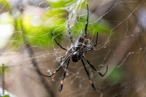 Big spider sits in the center of the web and waits for the victim