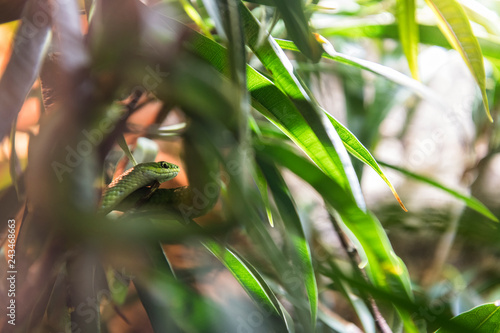 green snake in the grass photo