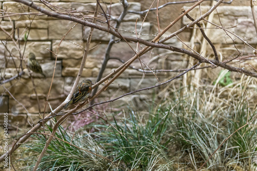 Wallpaper Mural the bird is sitting on a branch Torontodigital.ca