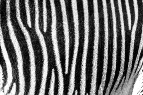 Zebra pattern wallpaper